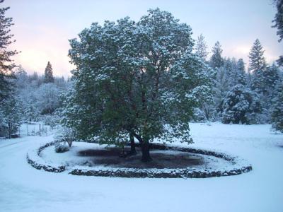 My Front Yard in Winter